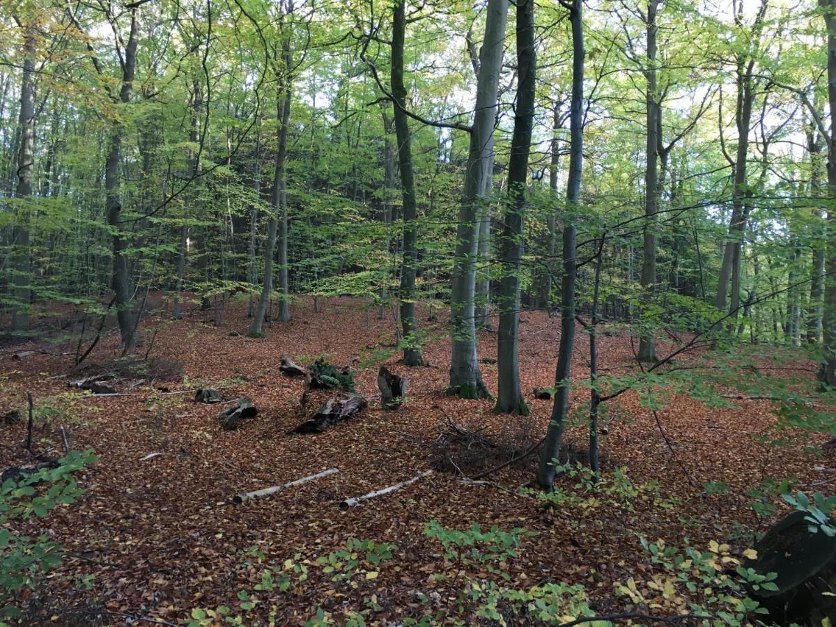 Bungalows Am Waldessaum Bei Hohenzieritz Zewnętrze zdjęcie
